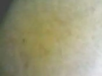 வெளியில் ஒரு வெள்ளை டிக் சவாரி செய்யும் நோலா ப்ளூ என்ற எபோனி ஸ்டன்னர்